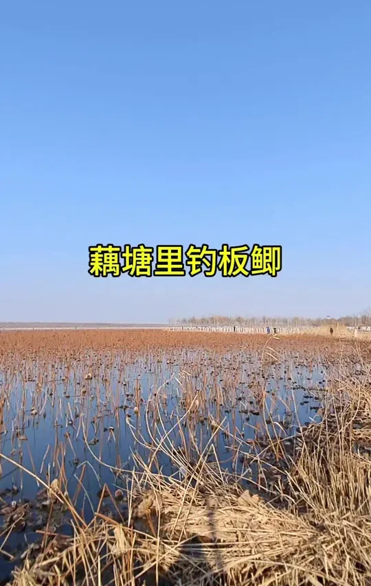 #户外钓鱼 传统炮竿野钓藕塘（八里湾）🐟#汉鼎炮二代 #汉鼎真材实料放心入 #传统钓大板鲫 @抖加🔥上热门🔥dou+🔥热点宝