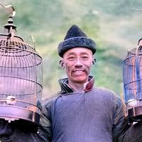 为啥少见北京人遛鸟了？中国这四大名鸟成二级保护动物