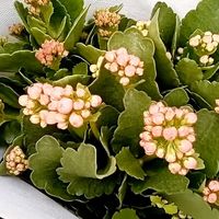 一月养长寿花，提前做好“一动作”，快速上色，当月绽放群花