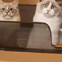 大猫如厕不再憋屈？这款猫砂盆超实用！