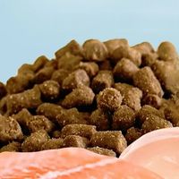 猫咪双旦仪式感，选啥猫粮？