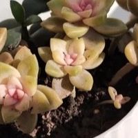 性价比拉满的家居代工好物：品质生活不将就