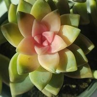 性价比拉满的家居代工好物：隐形冠军的平民化突围