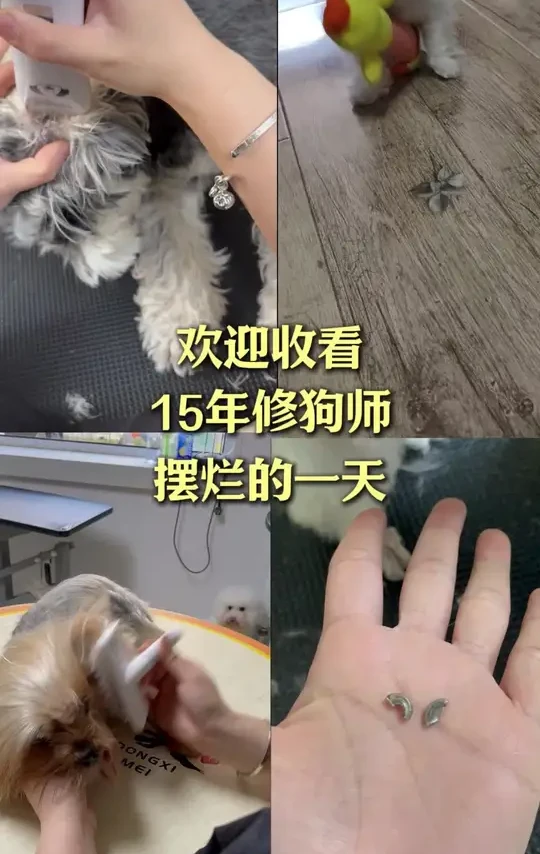 #大连宠物店 #大连宠物美容培训 #同城好店推荐 #大连宠物美容师#宠物vlog
