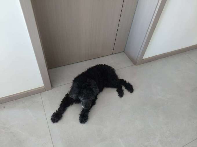 狗狗