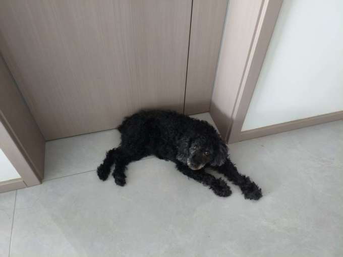 狗狗