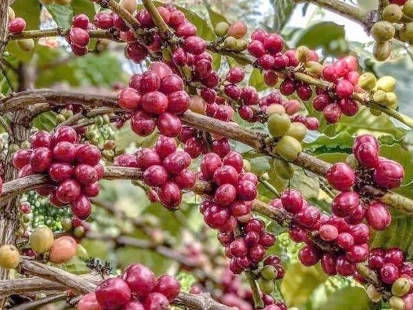 兴隆咖啡谷晨雾：北纬18度的香气革命