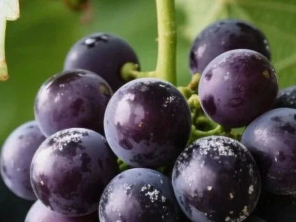 爱吃葡萄的人注意了……