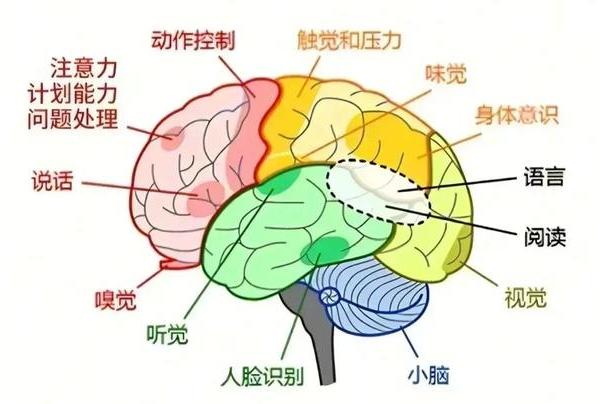 龙牡壮骨颗粒加一物，补肾又养脑！孩子脑窍通了，专注力蹭蹭长！