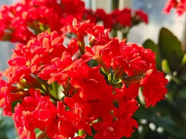 九福迎新，花开新岁 | 年宵花 推荐