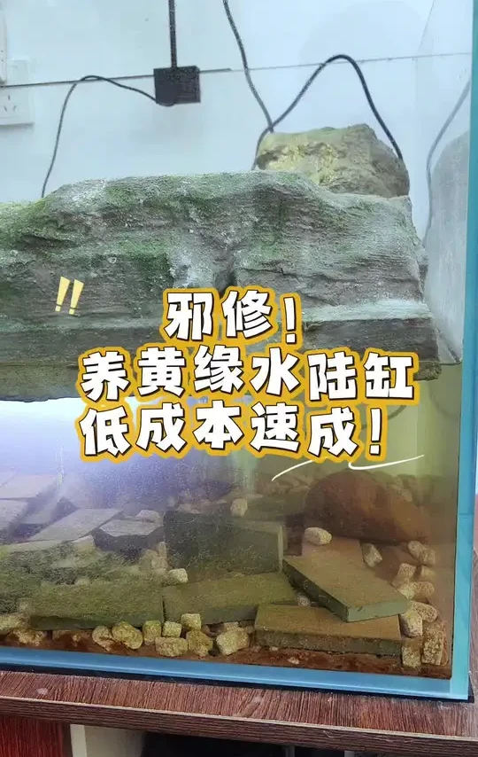 总成本不到50的水陆两栖缸就做成了！邪修就是简单，高效，低成本！#水陆缸 #龟缸 #龟缸造景 #黄缘缸