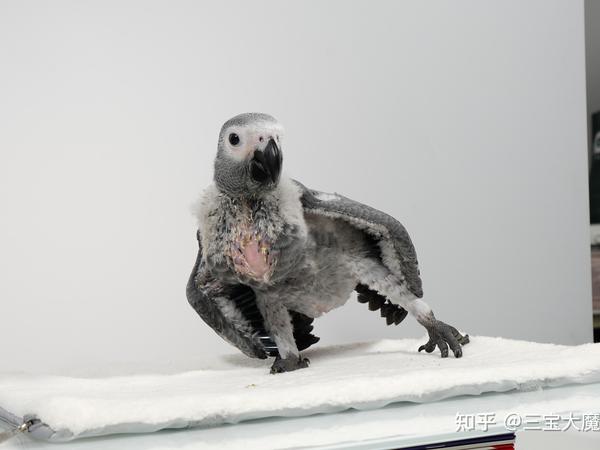 鹦鹉多久断奶，一个月左右可以开始断奶了吗？