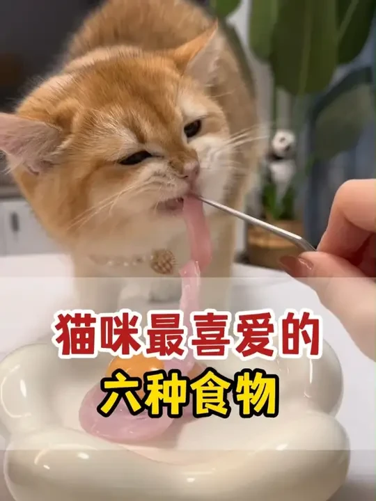 小猫最喜爱的六种食物 #快赶紧拿给猫猫吃吧 #养猫经验分享 #新手养猫 #宠物零食 #宠物知识