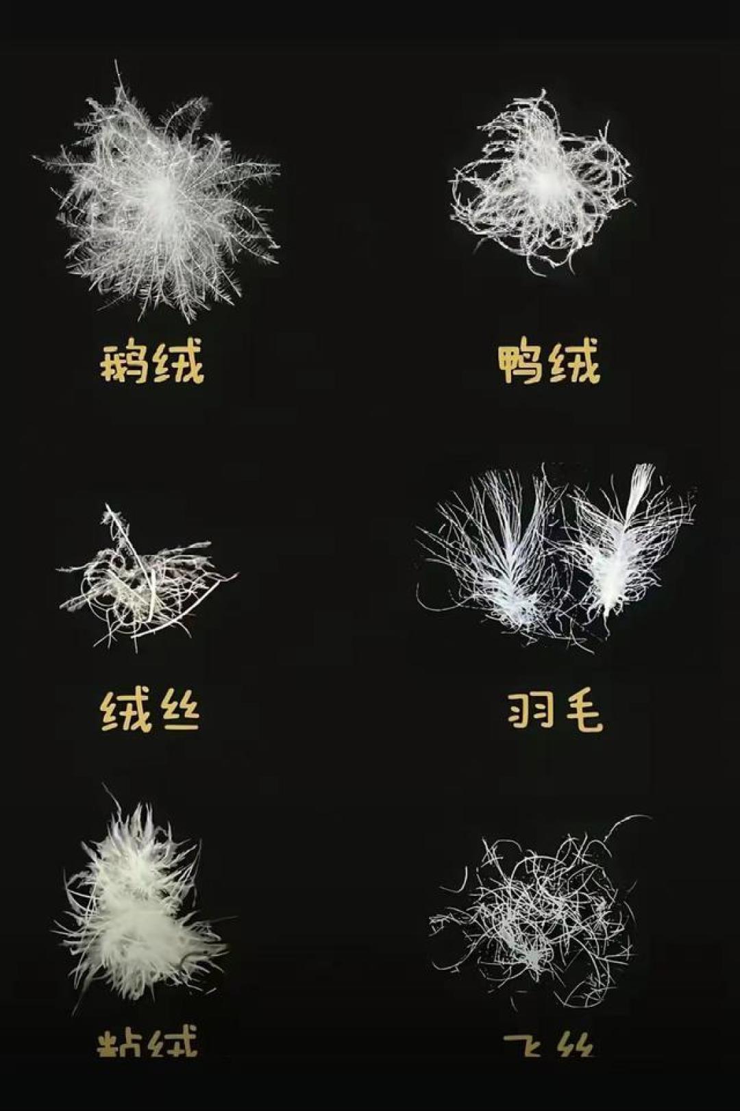 羽绒价格飞涨,300元以下都是坑?学会这几招识破“飞丝”陷阱