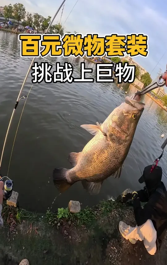 89元路亚套装挑战大鱼 新手想玩路亚又不知道怎么选装备，可以闭眼入这套澳卡银鲈微物套装，89元杆轮线饵都给你配齐，收到货就能直接用，非常适合预算不高的新手学生党#路亚野钓 #路亚 #钓鱼 #路亚新手入