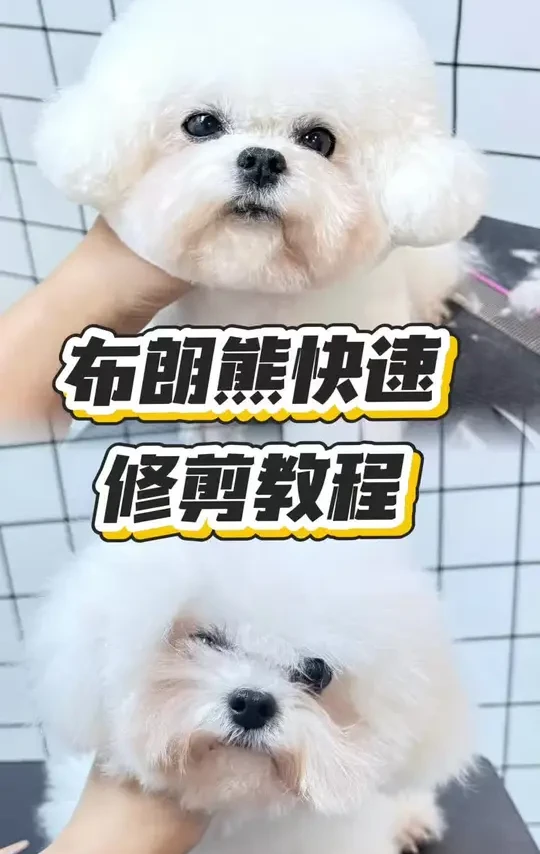 布朗熊快速修剪教程来喽 #宠物美容培训 #宠物美容师培训 #宠物美容培训学校 #哈尔滨宠物美容培训学校 #哈尔滨思萌宠物美容培训学校