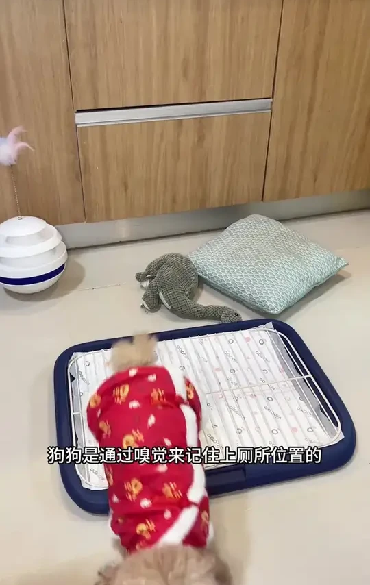 考拉胖胖狗狗厕所，大小型犬通用，清洁必备宠物用品！
#铲屎官福利 #宠物清洁 #宠物清理必备 #大小犬适用 #考拉狗狗厕所