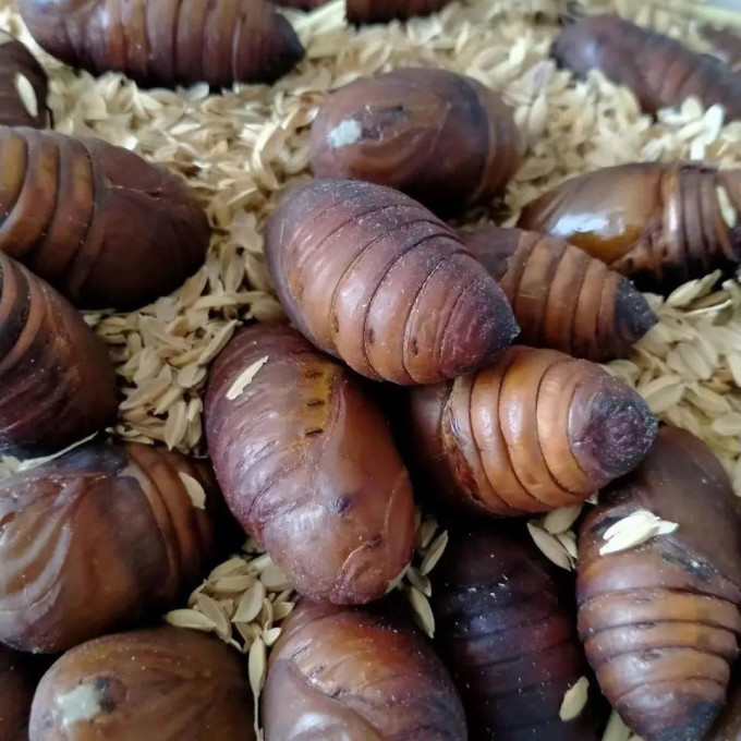 肉禽预制菜
