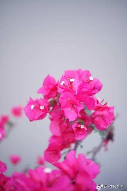 三角梅选这6款就对了！一年300天有花看，阳台秒变打卡点