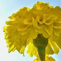 灌肤面膜哪个牌子好用推荐