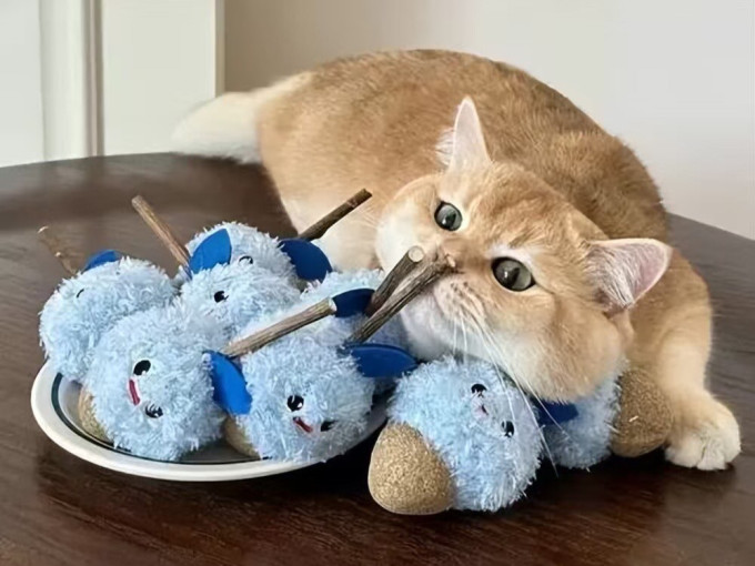 疯狂的主人猫抓板