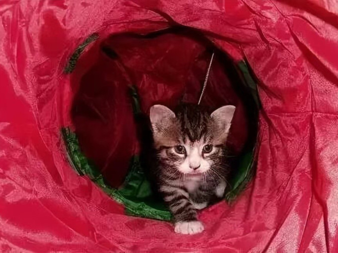 疯狂的主人猫抓板