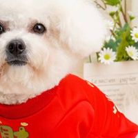 圣诞萌宠穿搭秀，保暖美衣超圈粉