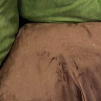 双旦萌宠仪式感！冬季保暖猫窝给毛孩子暖乎乎的家