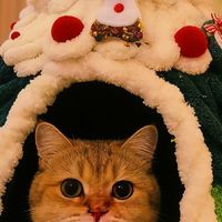双旦萌宠仪式感拉满！毛毡圣诞树猫窝承包毛孩子的冬日暖窝
