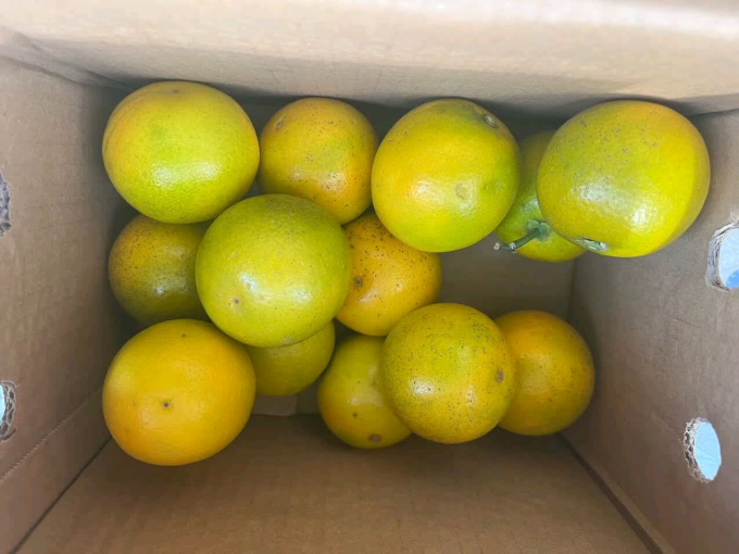 新鲜水果