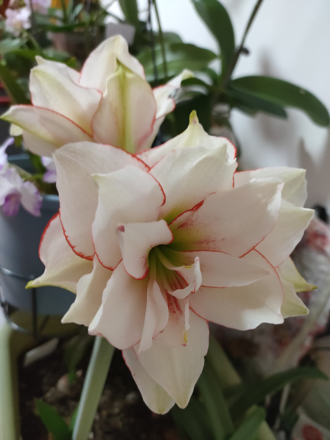 鲜花绿植