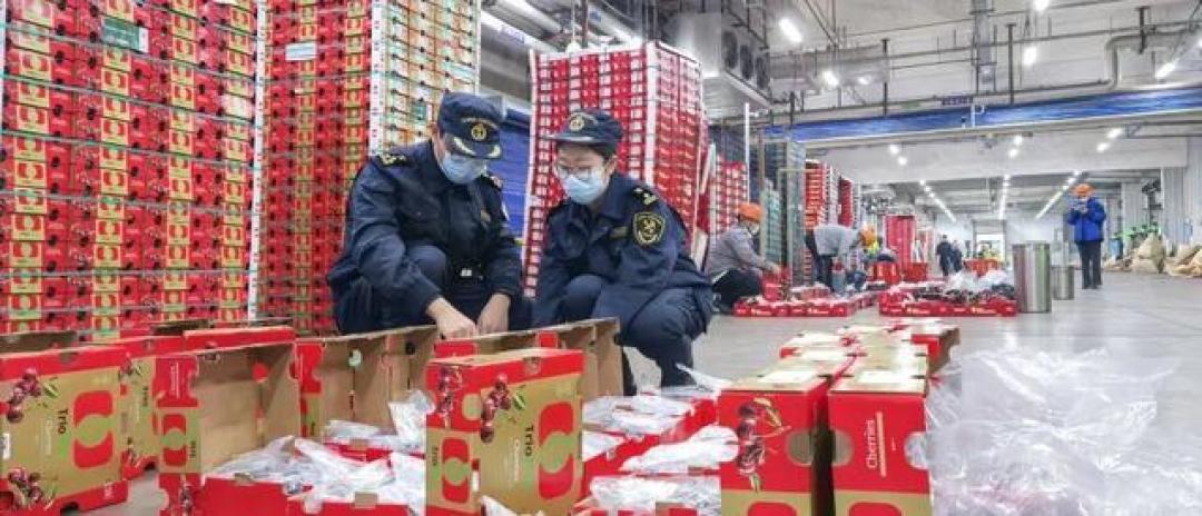 揭秘比地铁还勤的车厘子快线：价格“跳水”的秘密就在这