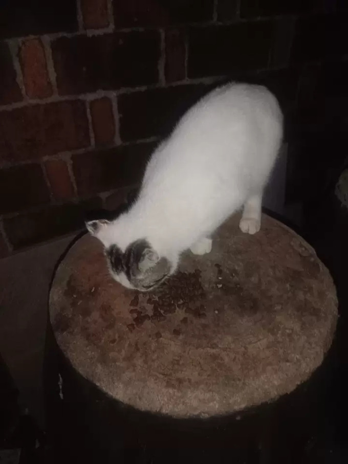 网易严选猫粮