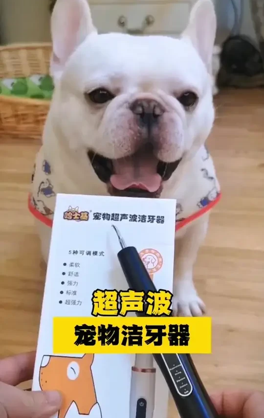 宠物超声波电动牙刷口腔日常清洁舒适洁牙器干净耐用祛猫狗牙结石#宠物用品 #电动牙刷 #猫狗清洁 #口腔护理 #牙结石去除