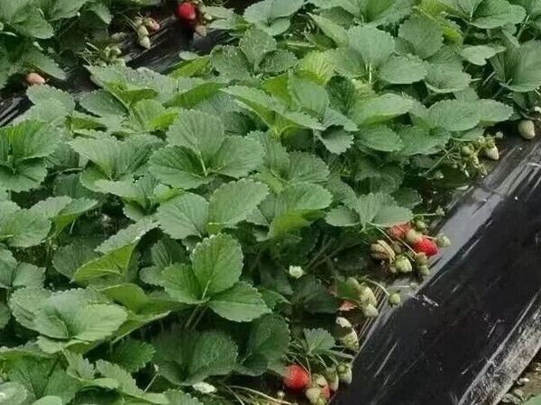 草莓种植