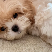 幼犬过渡期狗粮推荐：皇家领衔5大品牌对比