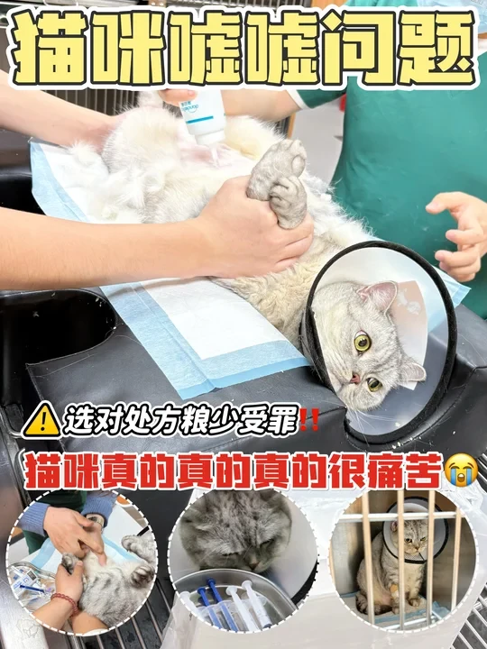 别等猫咪尿不出来才后悔！认准这款处方粮！
