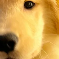 哪些幼犬粮品牌比较值得长期选择？TOP5推荐