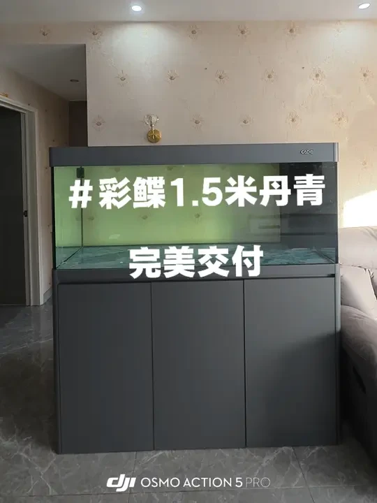 #彩鲽鱼缸 #鱼缸 彩鲽忠实粉丝
