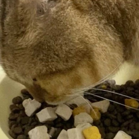 从避坑到认可：我的猫粮选择之路与希喂三拼冻干猫粮评测