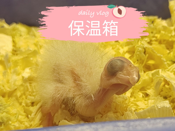 四零天手养玄凤第4天-干货工具之保温箱