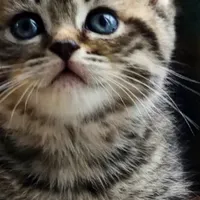 宠物空气净化器吸猫毛哪个牌子好？十大爆款测评分享，养猫人必入