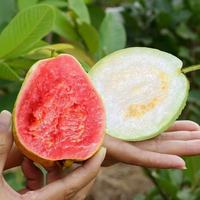 广西红白双拼芭乐！软心爆汁太绝了😭 新鲜到像刚摘的