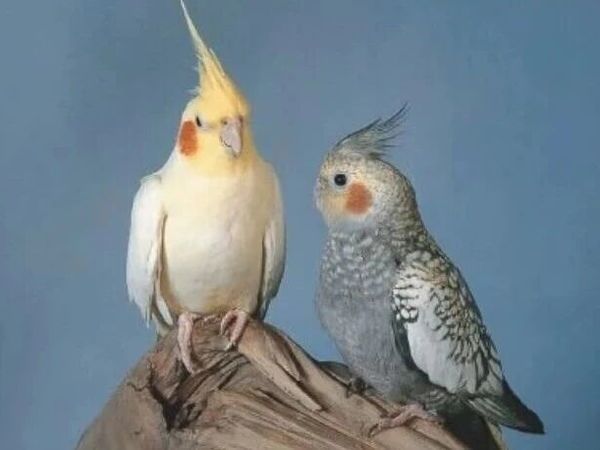 一个养鸟人的读书笔记⑪｜玄凤鹦鹉养护指南