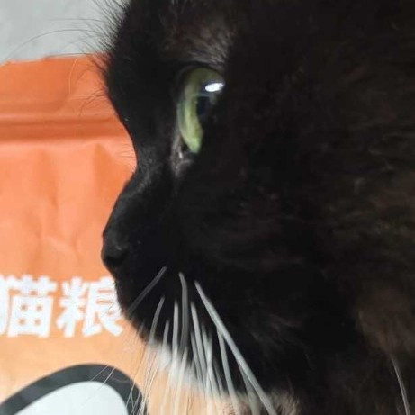 科学挑选猫粮：避开市场陷阱