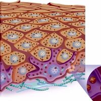 14天淡斑美白产品真能见效？用户实测与专家观点激烈交锋