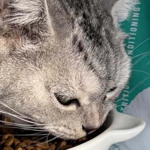 直到我家猫让我打开了平价猫粮新世界！