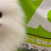 比乐幼犬粮的喂养体验