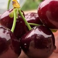 车厘子旺季3大传言，别再信了！中科院博士带你看清真相