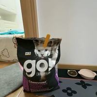GO猫粮7.26kg 宠主实测！我家猫从“小尖脸”到“圆胖脸”的秘密